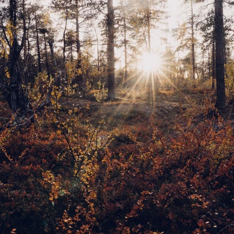Sunlight streaming through trees in forest