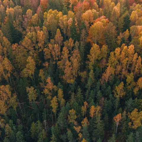 Autumn forest with colourful trees