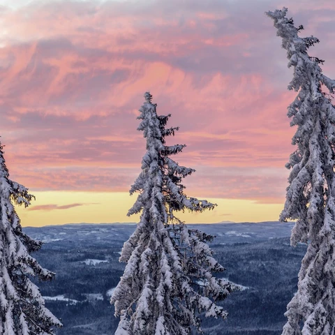 Snow covered spruce trees at sunset oslo norway