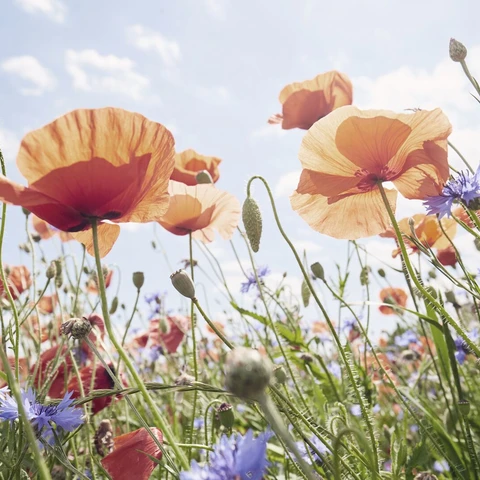 Flowers, poppies and cornflowers in a meadow against a blue sky
