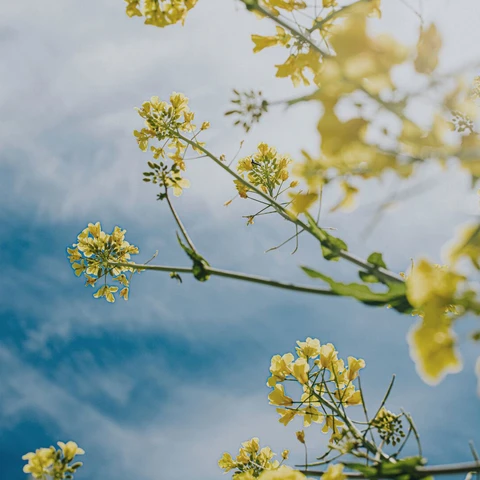 Rapeseed in a field below a blue sky