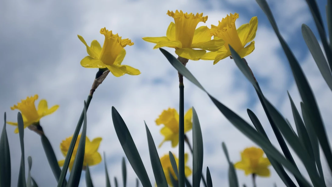Yellow flowers