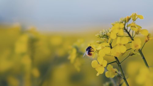 a bumblebee on a field of yellow flowers